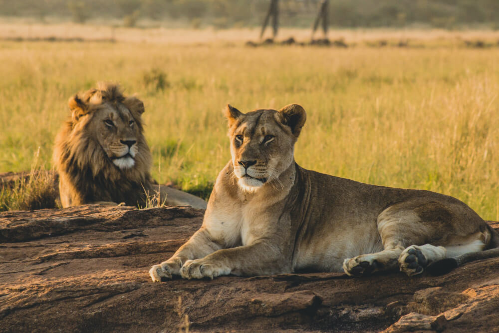 3 Days Serengeti National Park