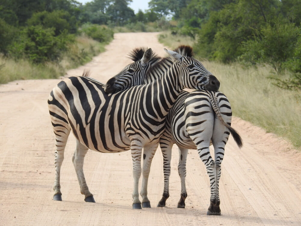 Wildlife Photographer's Paradise