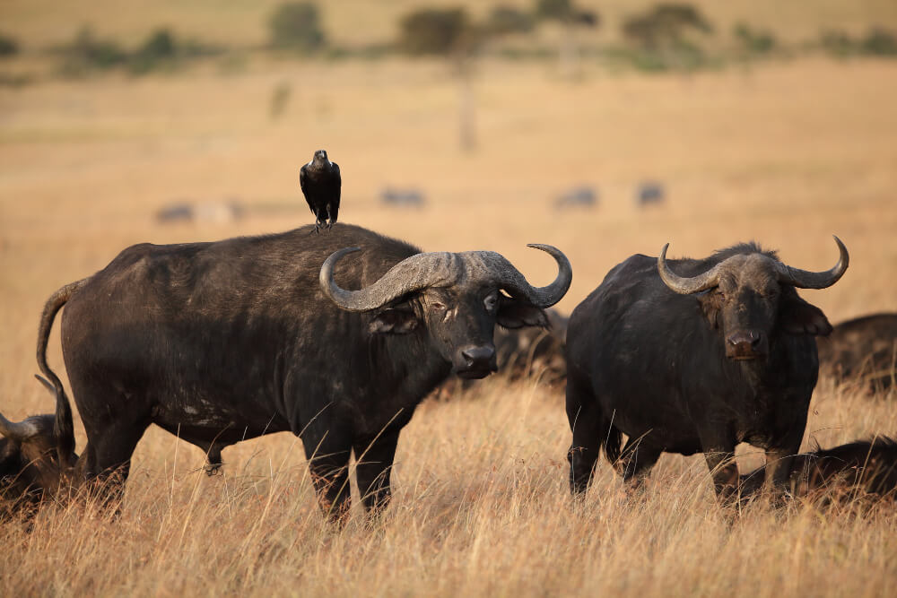 8 Days Northern Circuit Safari