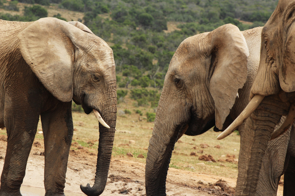 2 Days Queen Elizabeth National Park