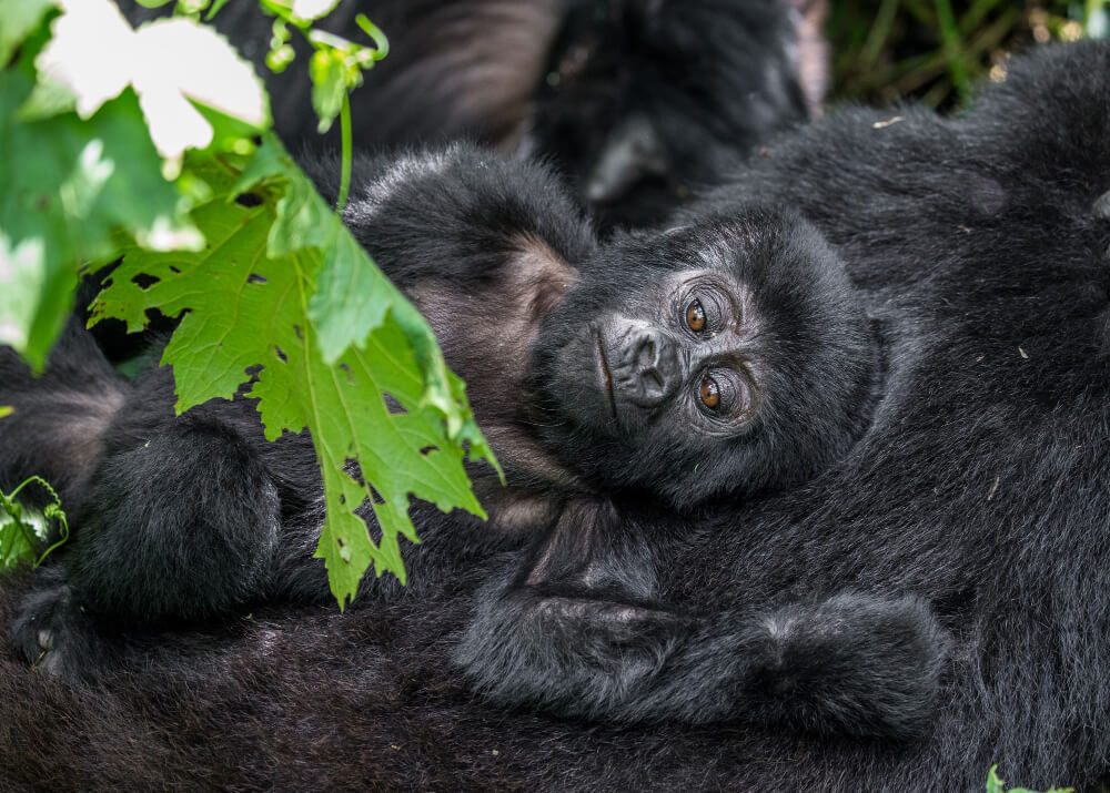 Gorilla Trekking Volcanoes Park
