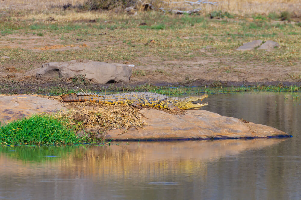 Murchison Falls
