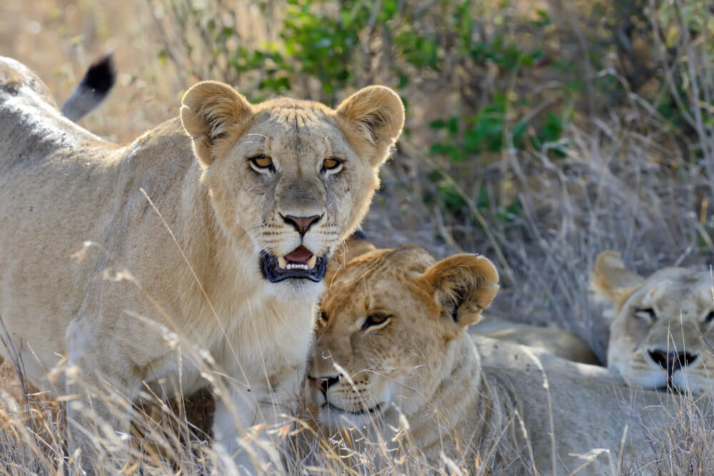 Wildlife Safaris in Serengeti