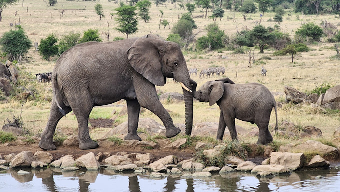 Unforgettable Serengeti