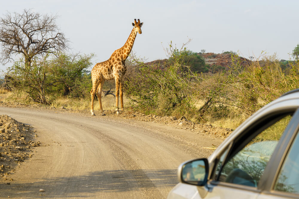 5 Days Southern Circuit Safari